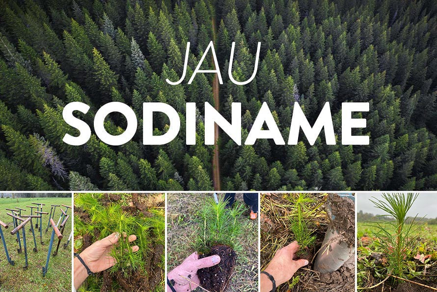 Kodėl Enzo-Organic sodina medžius?