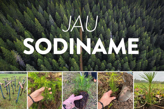 Kodėl Enzo-Organic sodina medžius?