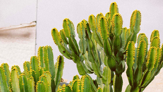 Kodėl verta rinktis natūralią kosmetiką: tikra prabanga jūsų odai ir gyvenimui