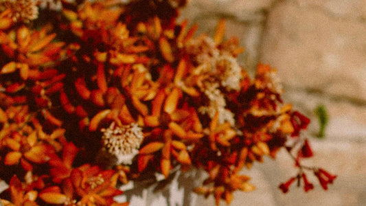 Kodėl rudenį plaukai silpsta ir kaip tai sustabdyti? ENZO ekspertų patarimai