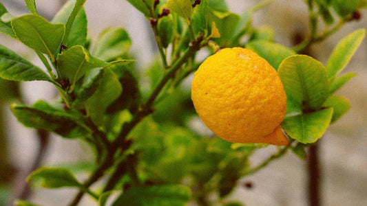 Natūrali kosmetika visai šeimai | ENZO® – augalinių ingredientų jėga tavo odai ir plaukams